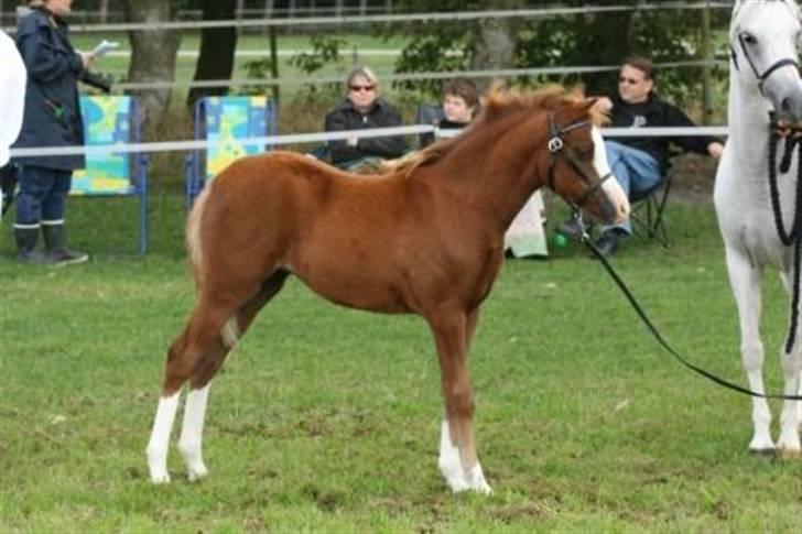 Welsh Pony (sec B) Caya's Angel - Føl og plag skue 2009 billede 3
