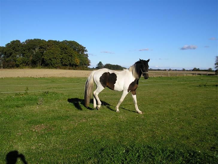 Pinto Stald Skovly´s Midas billede 2