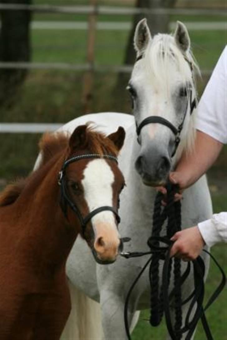 Welsh Pony (sec B) Caya's Angel - Føl og plag skue 2009 billede 4