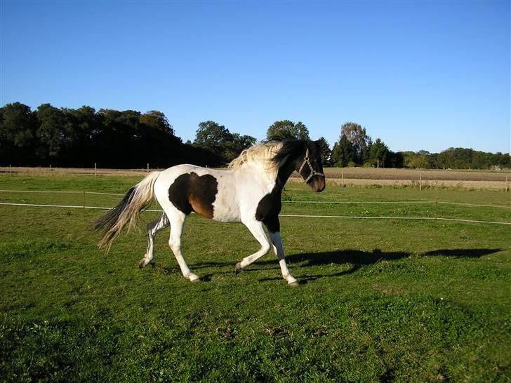 Pinto Stald Skovly´s Midas billede 3