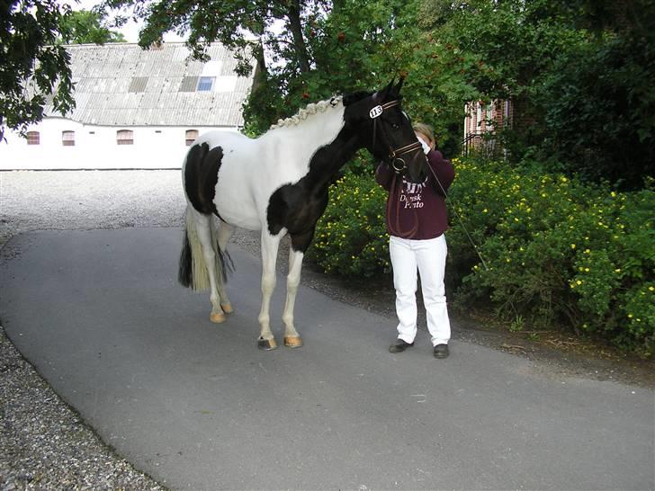 Pinto Stald Skovly´s Midas billede 4
