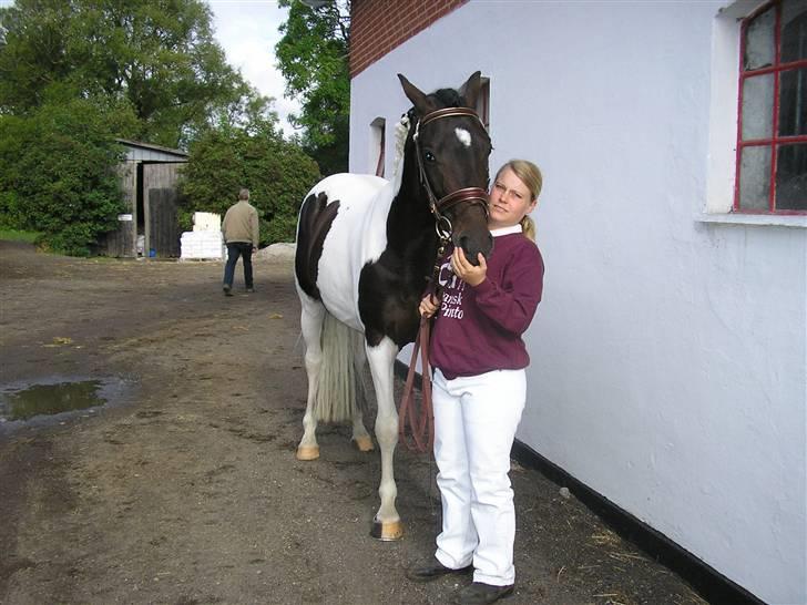 Pinto Stald Skovly´s Midas billede 5