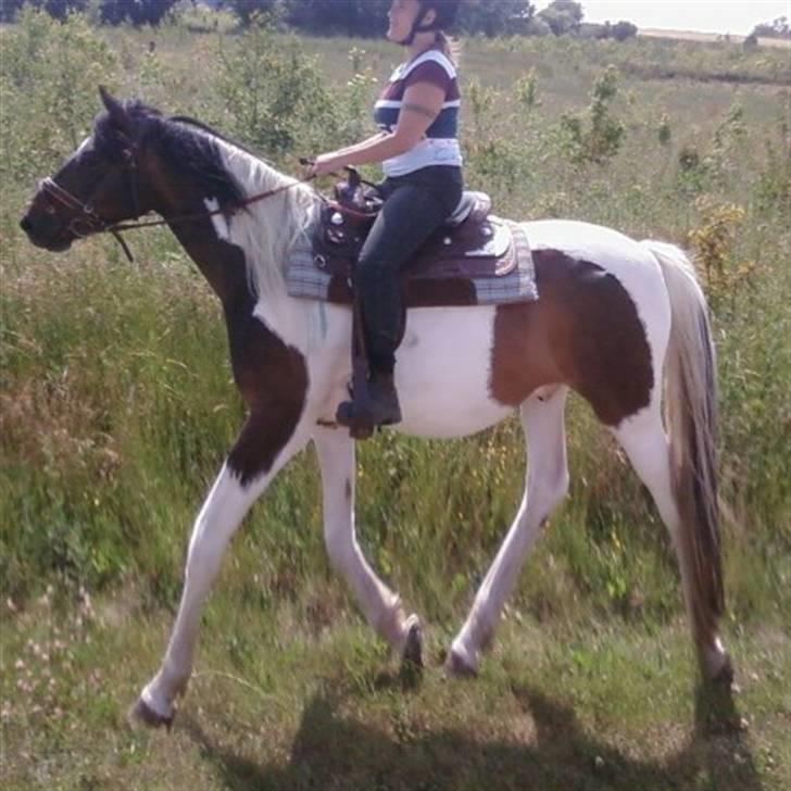Pinto Stald Skovly´s Midas - Lidt grineren billede, taget med min tlf. i trav. Så LANGE ben har han altså ikke.... billede 6