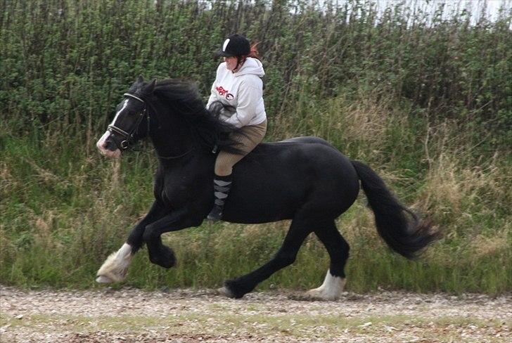 Tinker Lille Per - I fuld galop uden sadel igen ;D sep. 2010 (Foto: Bine) billede 23