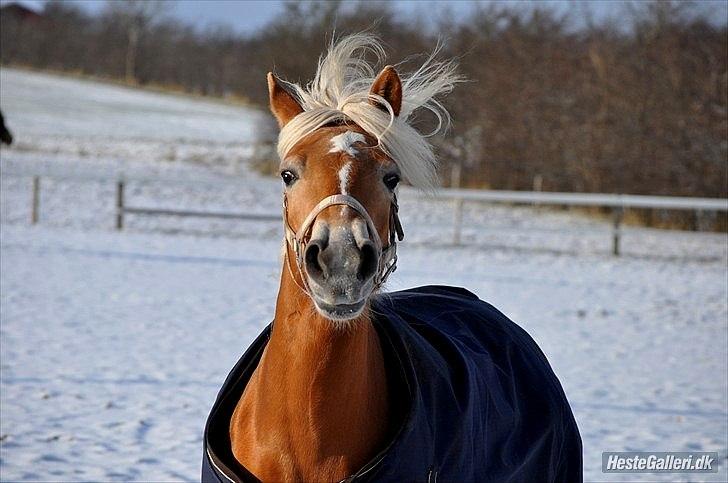 Haflinger FANNI  - Velkommen til Fanni´s profil     - se hvor smuk hun er :). billede 1