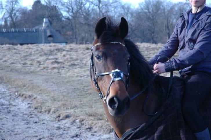 Anden særlig race Feline*SOLGT* - Feline i dyrehaven med Anna Michala billede 11