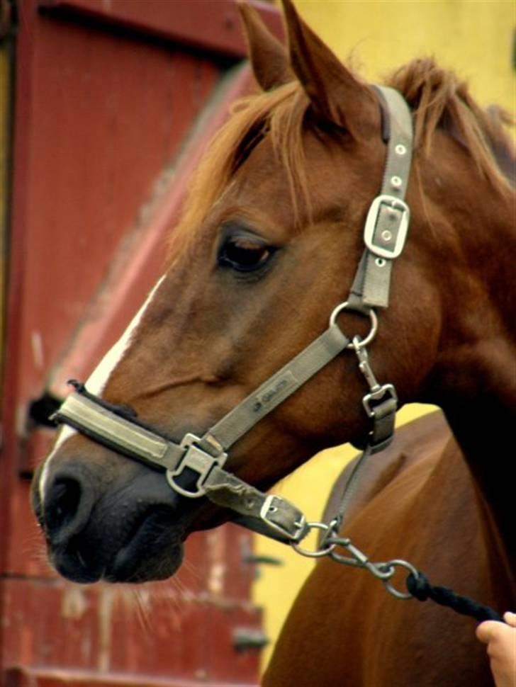 Anden særlig race Jamie - jamie (min part) ´HØRS´ billede 1