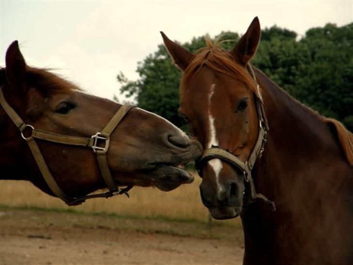 Anden særlig race Jamie - Jamie (min part) & markus på folden ´HØRS´ billede 2