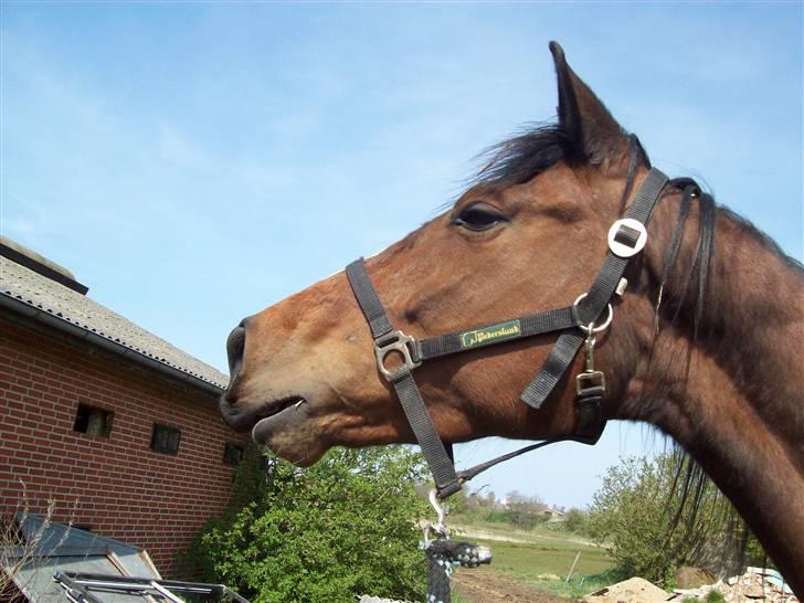 Dansk Varmblod Storåens Nikita billede 2