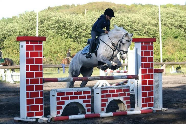 Anden særlig race Silver SOLGT! - Silver springer fantastisk... foto: Tia billede 15