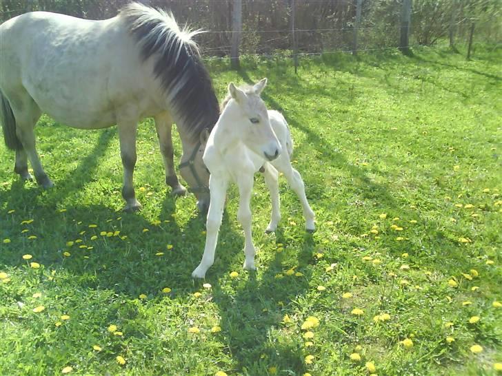 Fjordhest svinget´s Altivo - taget den 24. april. han er 1½ dag gammel her billede 1