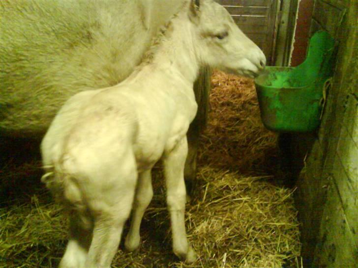 Fjordhest svinget´s Altivo - taget en time efter han blev født. billede 2
