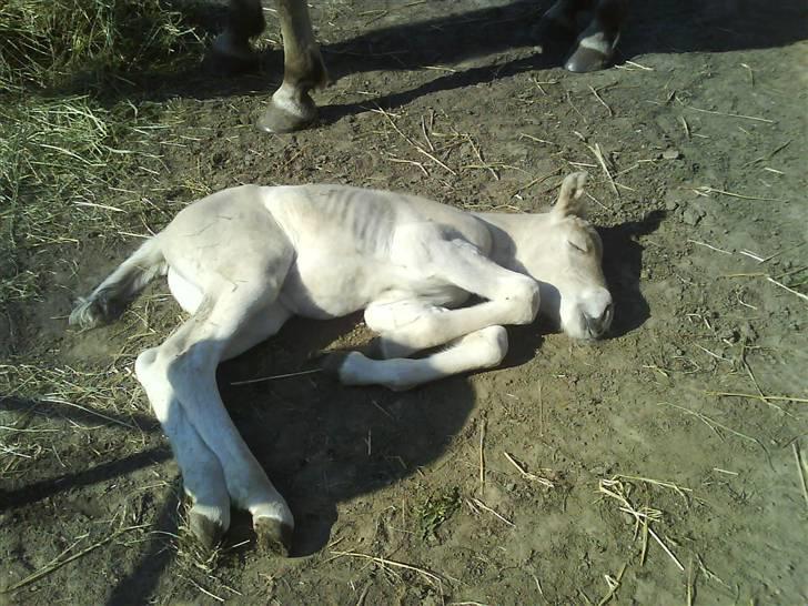 Fjordhest svinget´s Altivo - taget 24. april billede 3