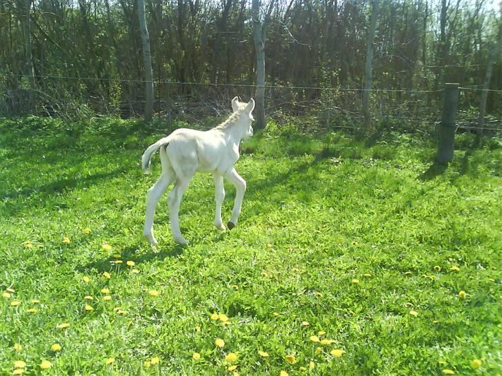 Fjordhest svinget´s Altivo - taget 24. april. tog en lille afstikker... billede 4