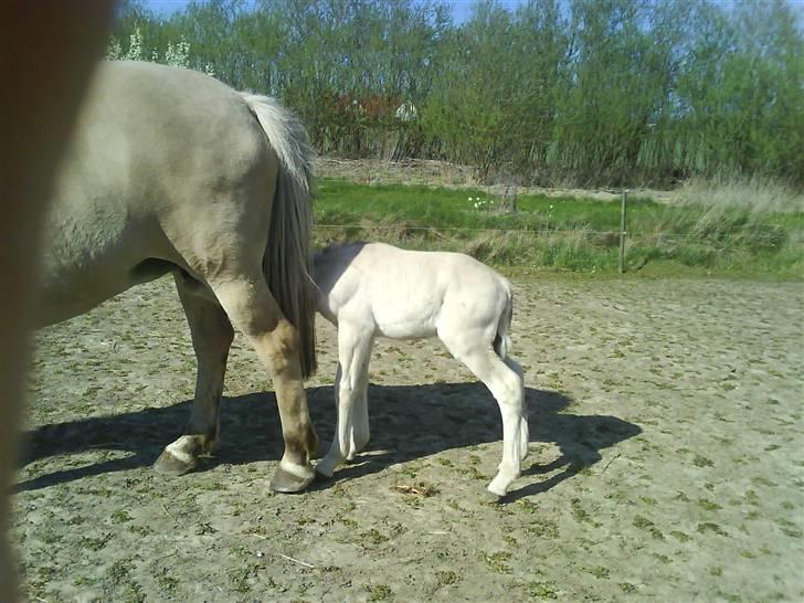Fjordhest svinget´s Altivo - taget 24. april. fandt en anden vej til maden... billede 5