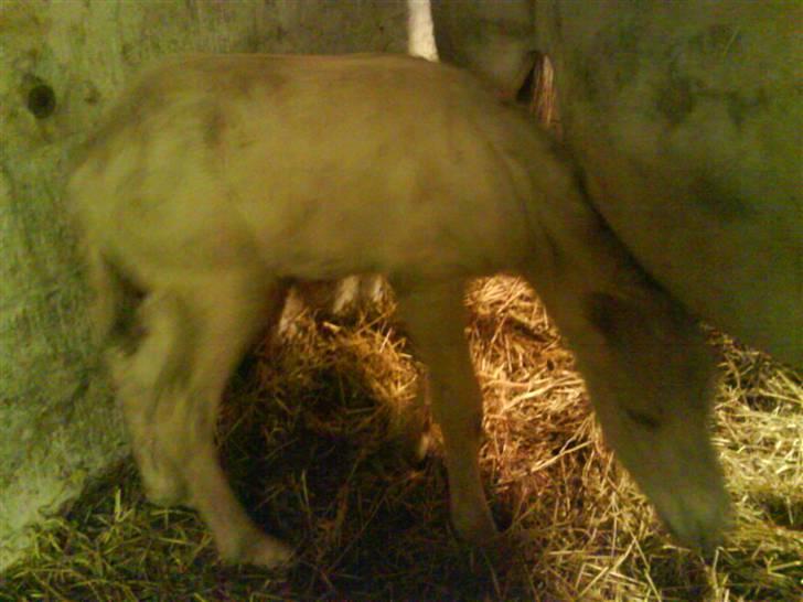 Fjordhest svinget´s Altivo - taget 23. april. mente ikke han kunne blive set, når han gemte hoved under Zette´s mave billede 6