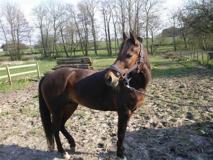 Anden særlig race Tamara *solgt* billede 10