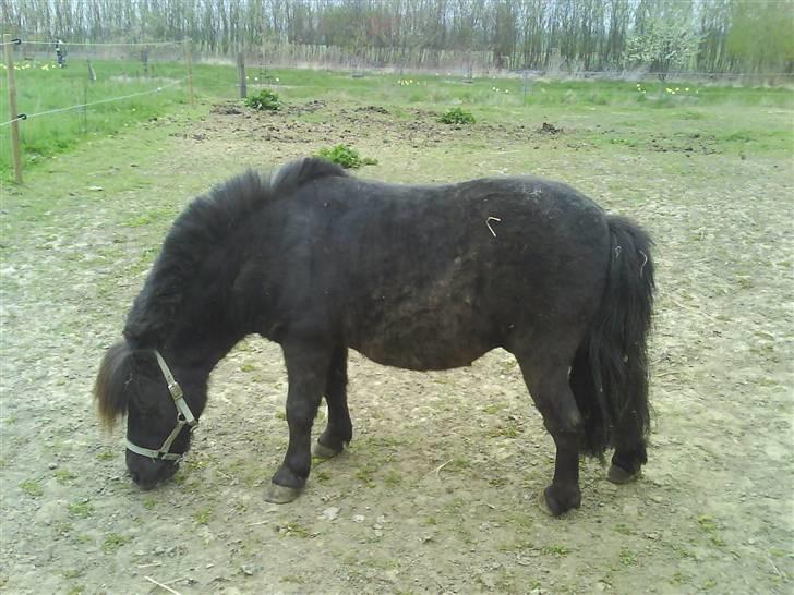 Shetlænder friss - taget 22. april billede 1