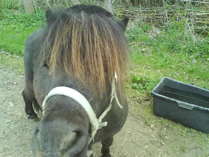 Shetlænder friss billede 2