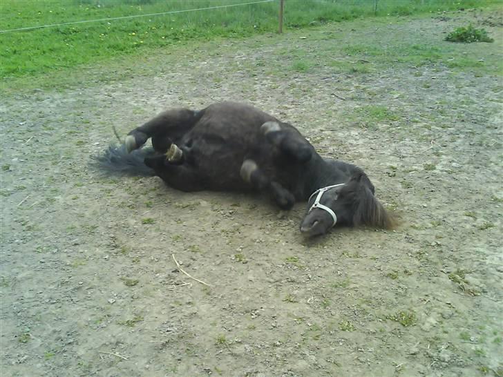 Shetlænder friss billede 3