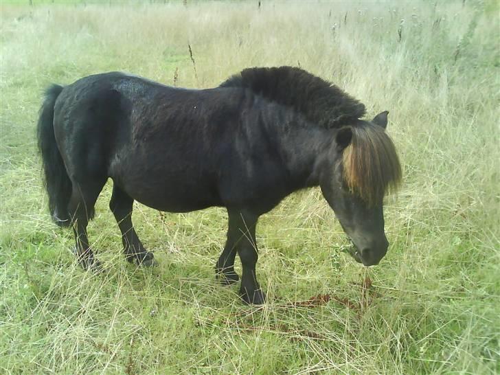 Shetlænder friss billede 4