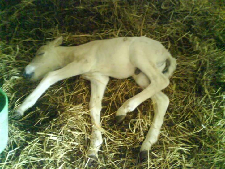 Fjordhest svinget´s Altivo - taget 24. april.  billede 8