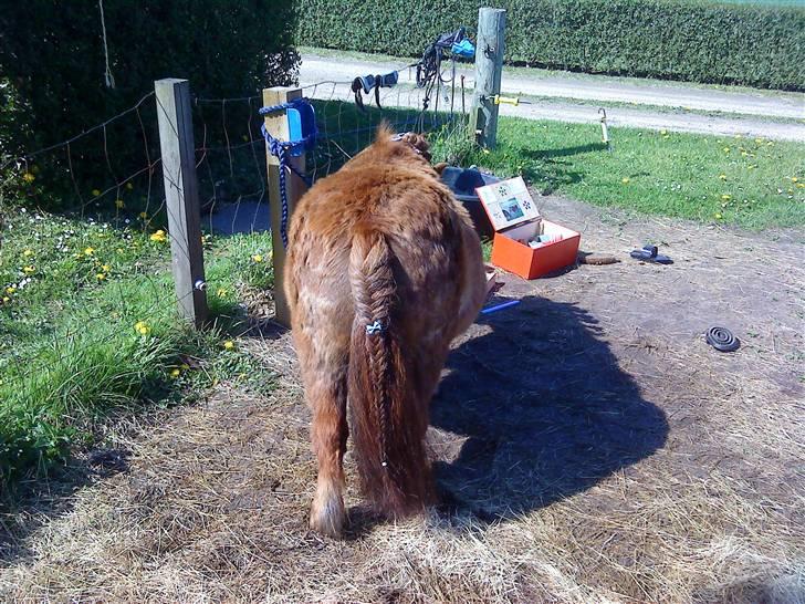 Shetlænder Rasmus - Når enden er god, er alting godt :) billede 20
