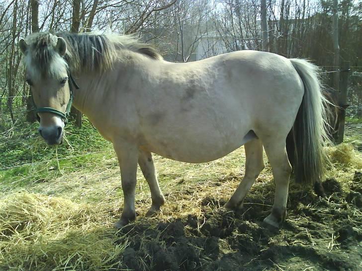 Fjordhest Zette - taget i marts måned i år. er lidt tyk på grund af drægtighed billede 1