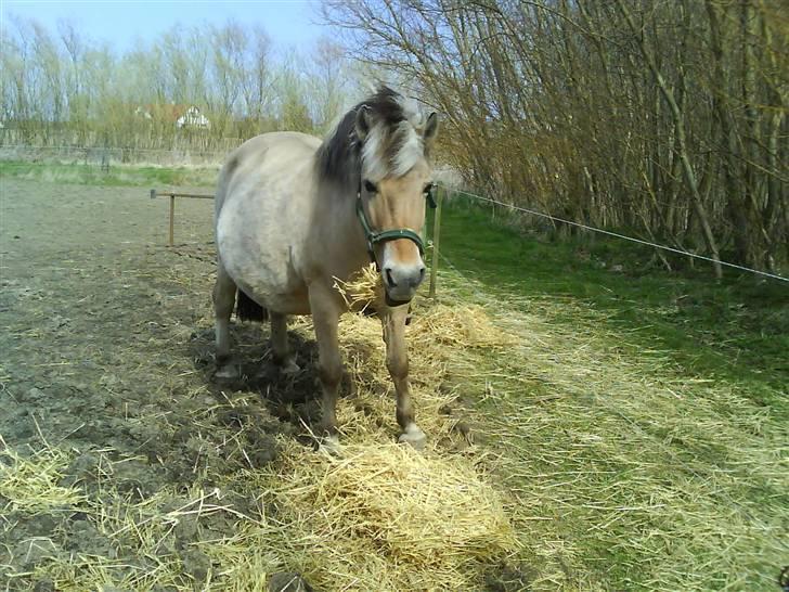 Fjordhest Zette - taget i marts måned i år. er lidt tyk på grund af drægtighed. er moren til Altivo.  billede 2