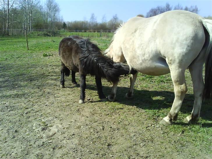 Fjordhest Zette - taget i marts måned. det er marie der står ved siden af og klør billede 3