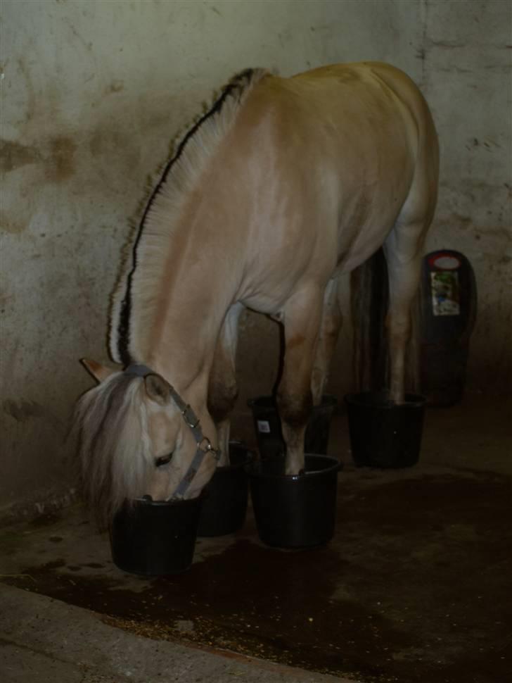 Fjordhest Unik Frølunde (solgt) - 16/6-09 - Unik får fodbad.. :) billede 18