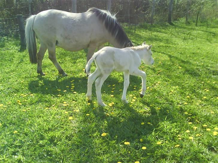 Fjordhest Zette - taget 24. april. altivo der står foran billede 4