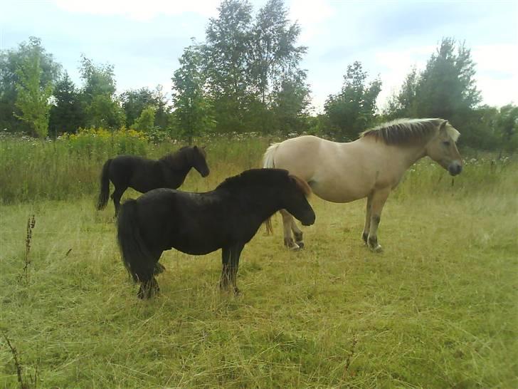 Fjordhest Zette - taget sidste år om sommeren. friss forest, zette og så marie bagest billede 5