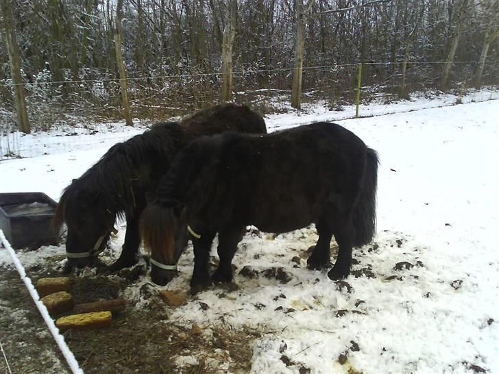 Shetlænder friss - taget i vinters. marie ved siden af. marie accepterede ham først som en del af flokken ca. 1 år efter at han kom ind i flokken billede 5