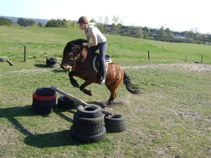 Islænder Djaudny-tidl.part - springer  på Djaudny<33 billede 9