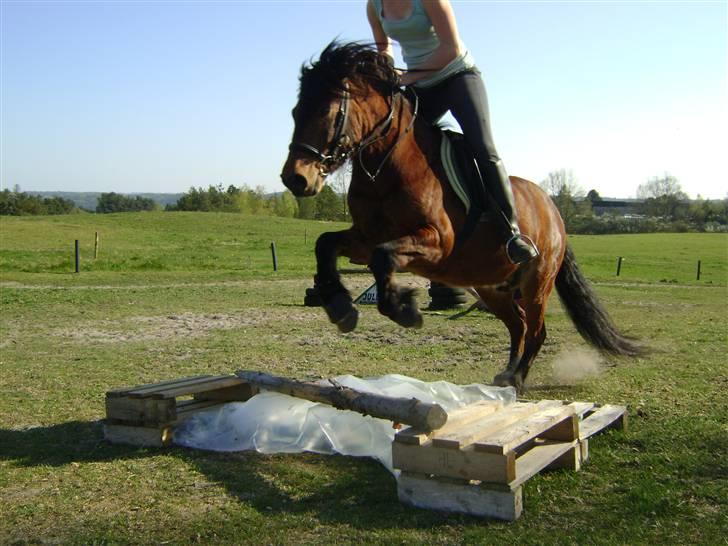 Islænder Djaudny-tidl.part - springer  på Djaudny<33 billede 11