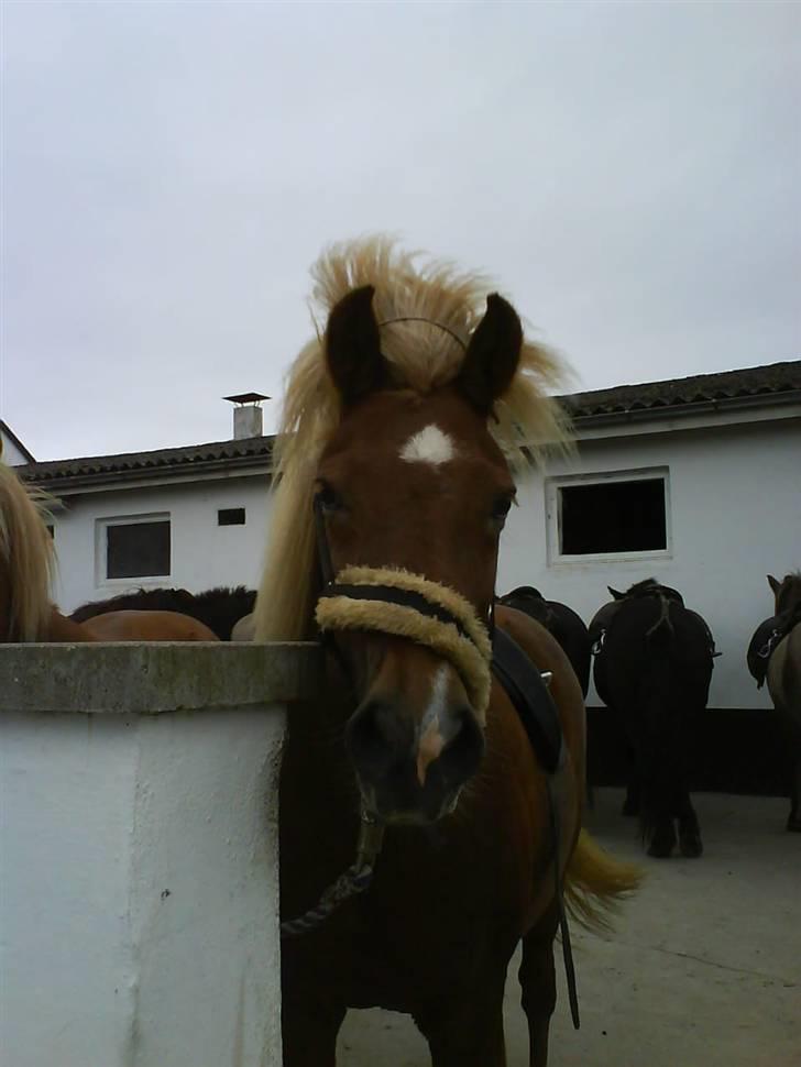 Islænder Fifla Fra Ø.Hornum (død) - Fifla Fra Ø. Hornum billede 1