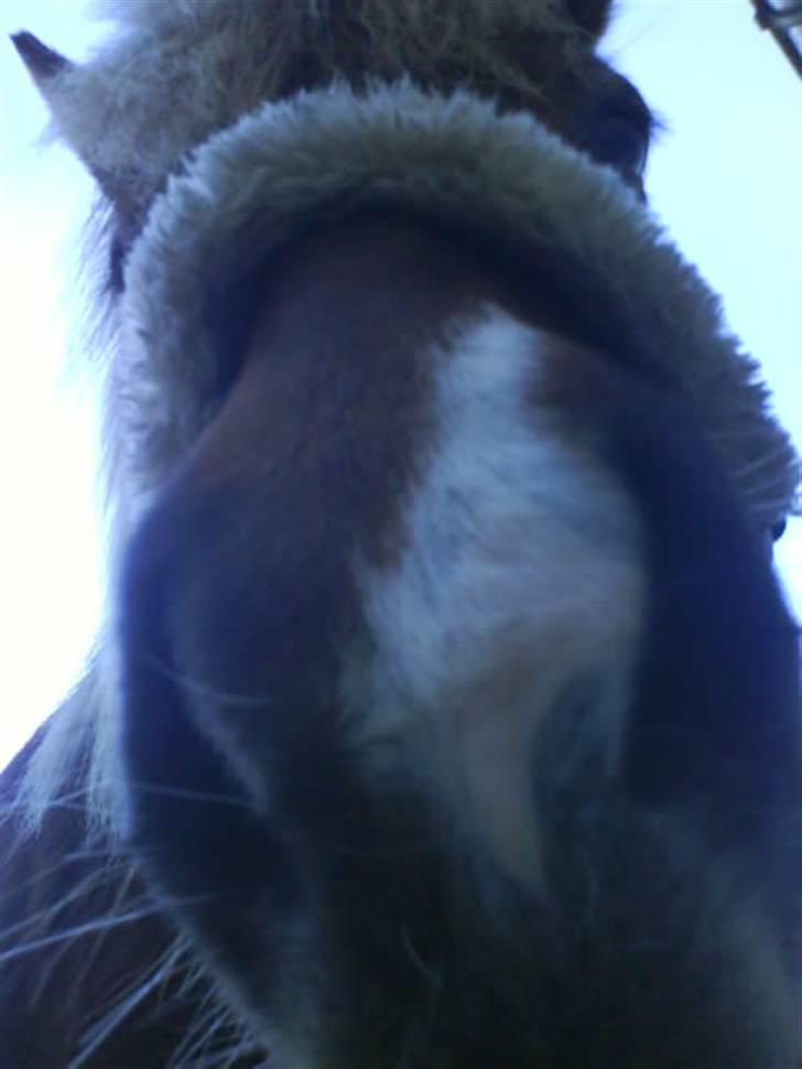 Islænder Fifla Fra Ø.Hornum (død) - Fifla mule billede 2