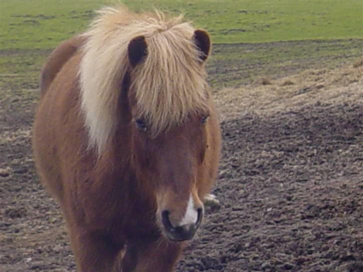 Islænder Fifla Fra Ø.Hornum (død) - Jordfold vinter billede 3