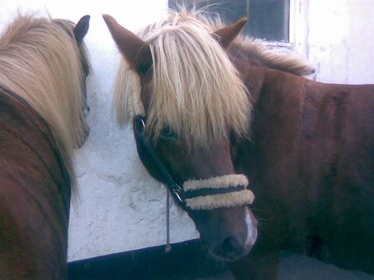 Islænder Fifla Fra Ø.Hornum (død) - Vinter (FIfla) billede 4