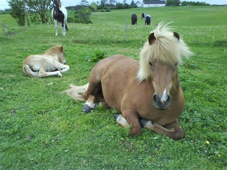 Islænder Fifla Fra Ø.Hornum (død) - Fifla, passer på venindes føl billede 5