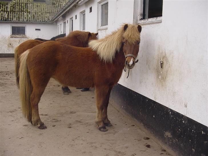 Islænder Fifla Fra Ø.Hornum (død) - Fifla på broen billede 6