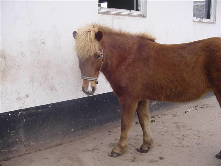 Islænder Fifla Fra Ø.Hornum (død) - Fifla billede 7