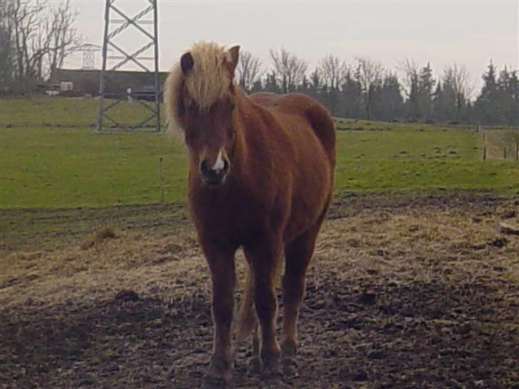 Islænder Fifla Fra Ø.Hornum (død) - Fifla på fold billede 8