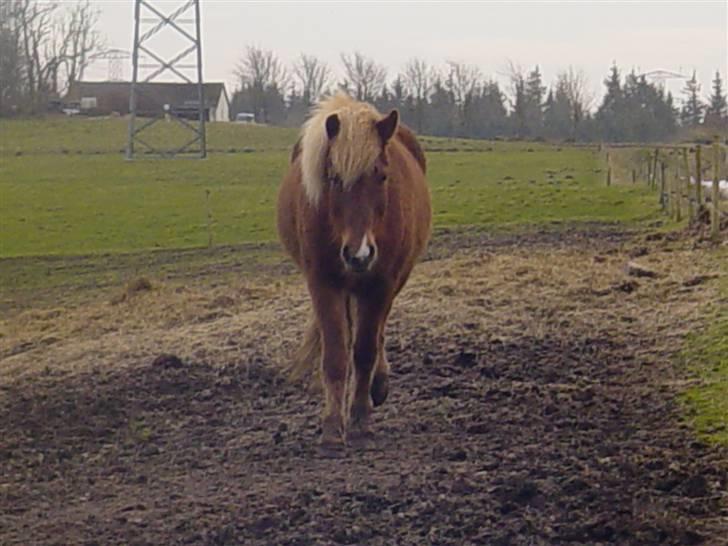 Islænder Fifla Fra Ø.Hornum (død) - Fifla Komme nu:D? billede 9