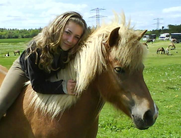 Islænder Fifla Fra Ø.Hornum (død) - Nadja (søster) på Fifla -Græs fold-- billede 10