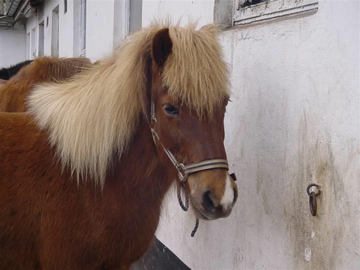 Islænder Fifla Fra Ø.Hornum (død) - >Fifla på broen< billede 11