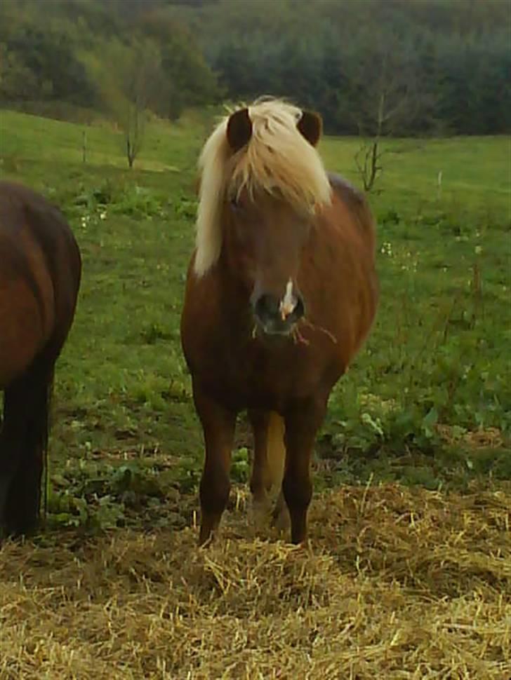 Islænder Fifla Fra Ø.Hornum (død) - Spiser hø billede 12