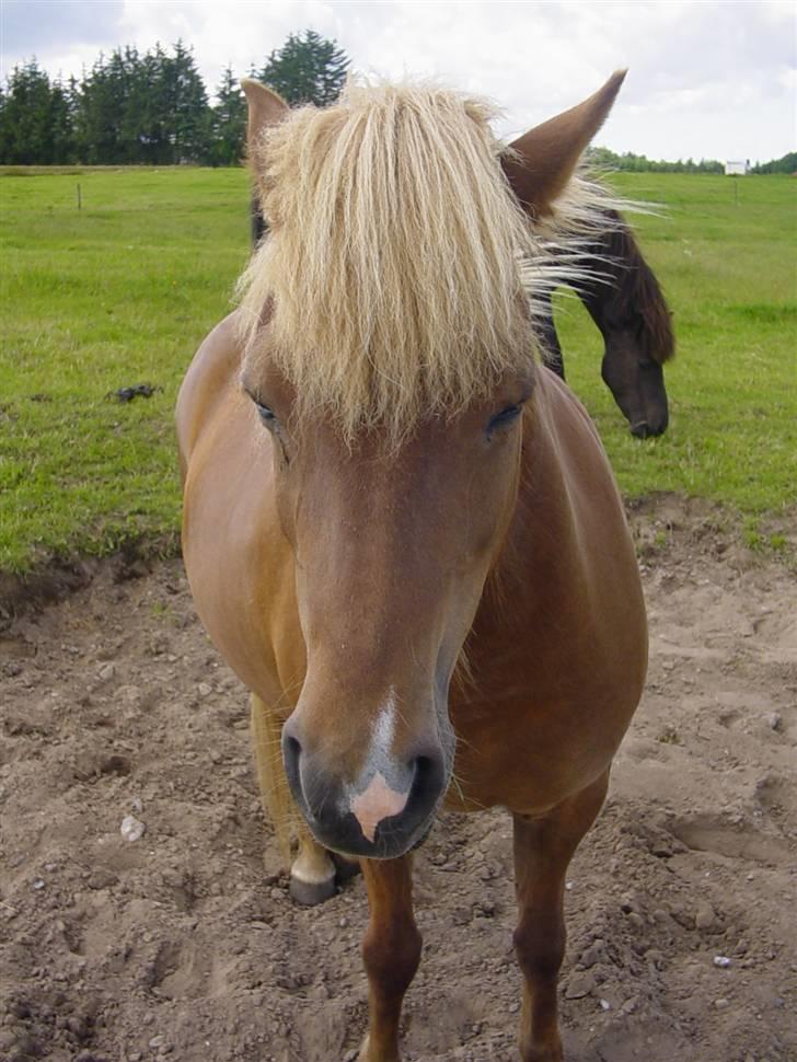 Islænder Fifla Fra Ø.Hornum (død) - Sommer, uden hyggelig pels billede 13