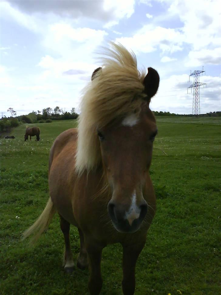 Islænder Fifla Fra Ø.Hornum (død) - Nurh, blæsen billede 14